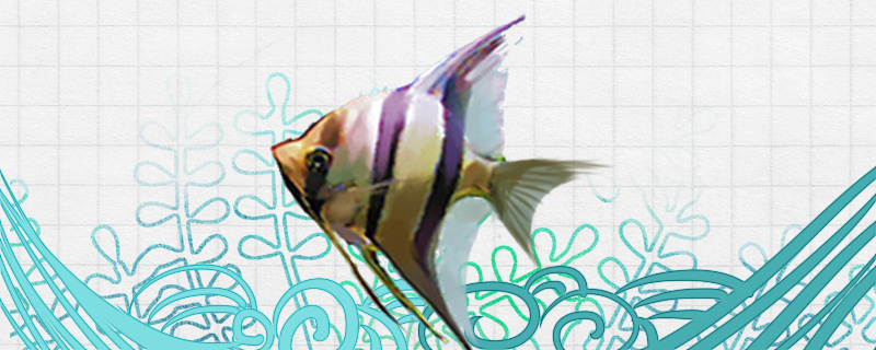 埃及神仙鱼和秘鲁神仙鱼有什么区别能一起养吗(埃及神仙鱼与秘鲁神仙鱼的区别)