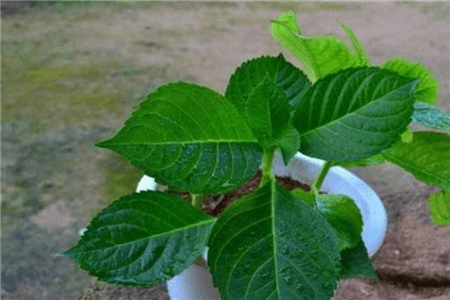 这5种花现在不扦插明年也开不了花怎么办