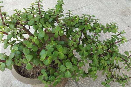 金枝玉叶什么时候长叶子