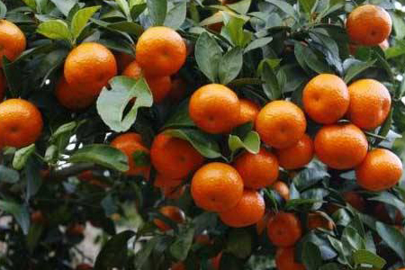 柑橘怎么养活
