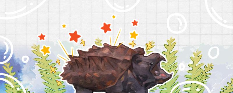 大鳄龟长什么样怎么养(大鳄龟的种类)