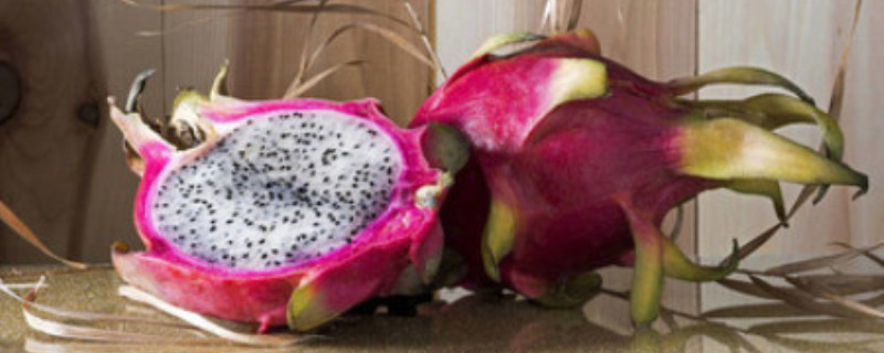 盆栽火龙果的养殖方法如何快速生根(盆栽火龙果树怎么种植)