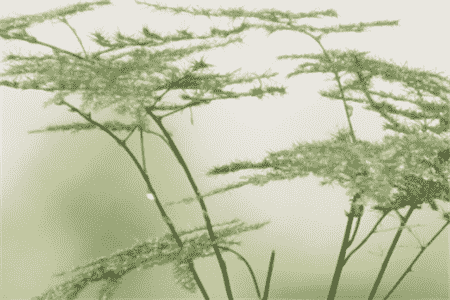 文竹怎么养?繁殖方法和注意事项