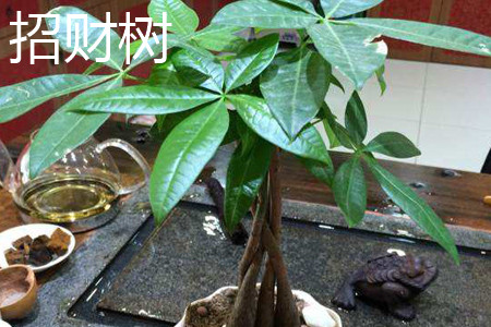 招财树叶子卷曲下垂
