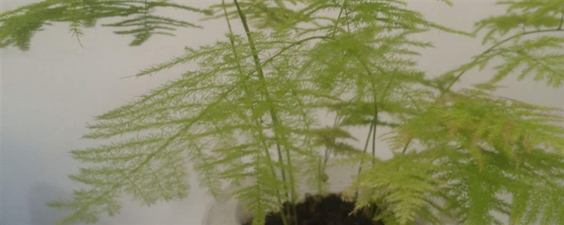 文竹怎么养怎么繁殖(文竹怎么养?繁殖方法和注意事项)