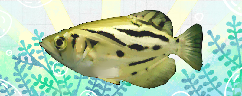 布氏射水鱼好养吗怎么养(水库养鱼颗粒饵料大全)