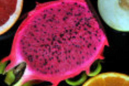 盆栽火龙果树怎么种植