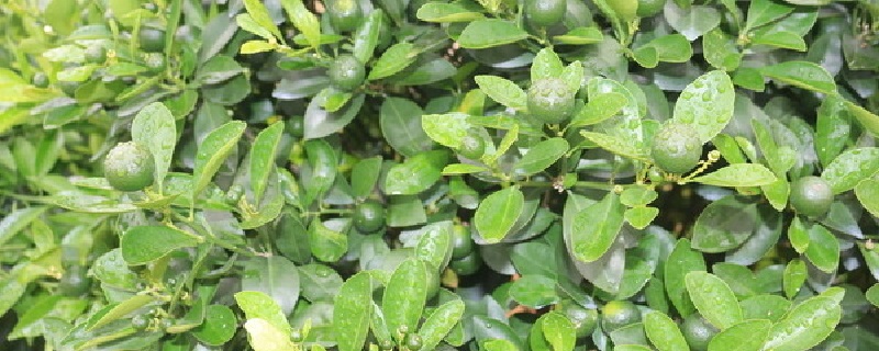 柑橘如何养(柑橘怎么养活)