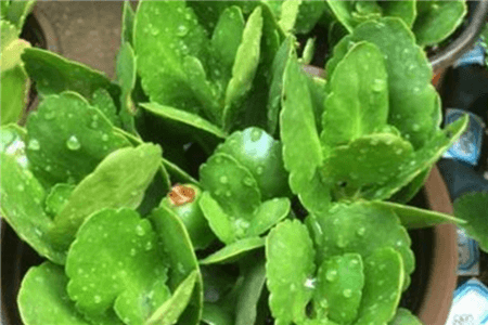 这5种花现在不扦插明年也开不了花怎么办