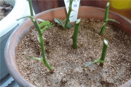 这5种花现在不扦插明年也开不了花怎么办