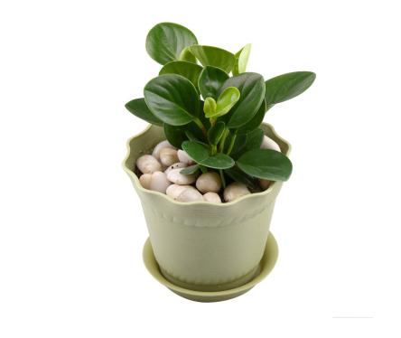 豆瓣绿怎么水培和养护豆瓣绿水培步骤及养护注意事项(豆瓣绿如何水培和养护?)