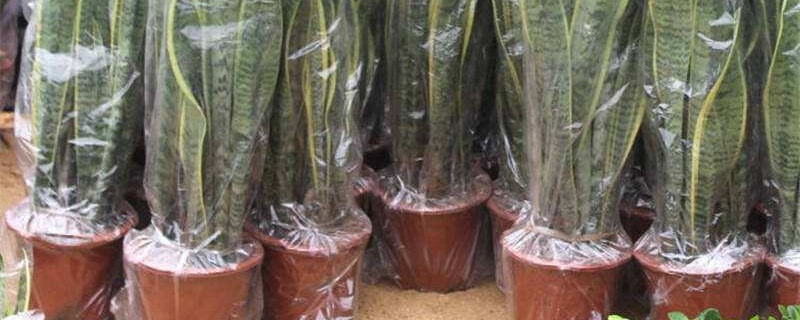 虎皮兰冬天叶子变软怎么办(虎皮兰冬天叶子皱了怎么浇水)