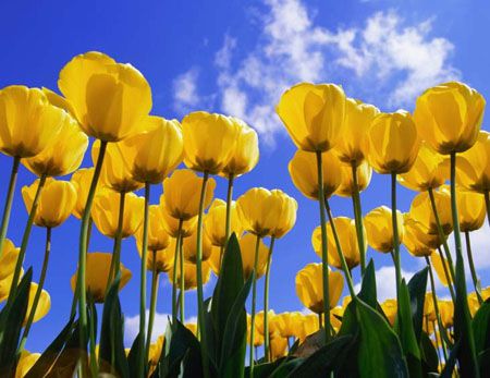 郁金香长根不发芽