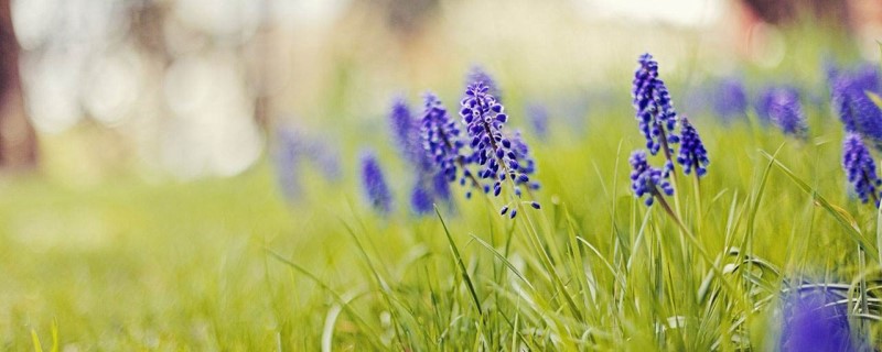 风信子的花语和寓意(风信子的花语和寓意含义)