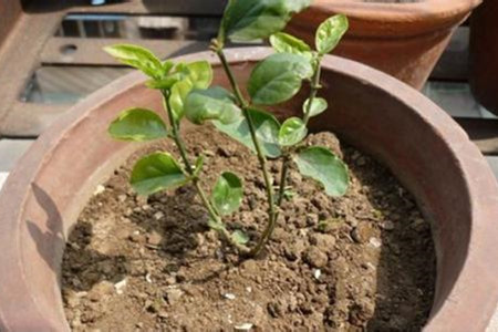 茉莉扦插多长时间生根发芽