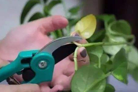 绿萝怎样让它的藤往下掉