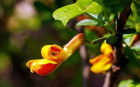 锦鸡儿的常见品种是什么