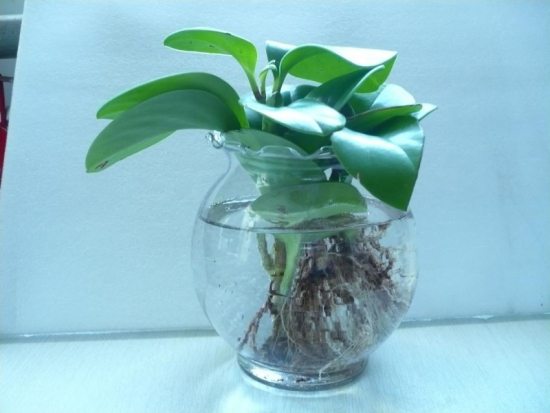 豆瓣绿如何水培和养护?