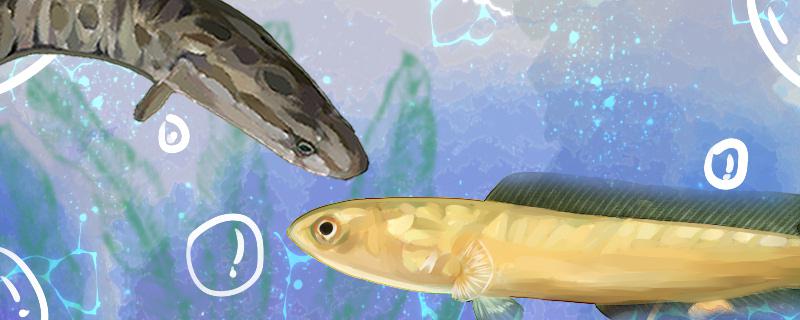 线鳢和黑鱼一样吗有什么区别(线鳢鱼百度百科)