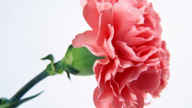 康乃馨花谢后怎么处理(康乃馨花谢了会结种子吗)