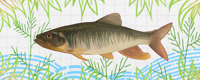 马口鱼是河鱼还是海鱼生活在什么环境(马口鱼是什么科)