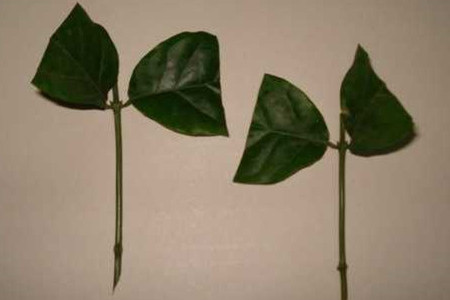 茉莉扦插多长时间生根(茉莉扦插多长时间生根发芽)