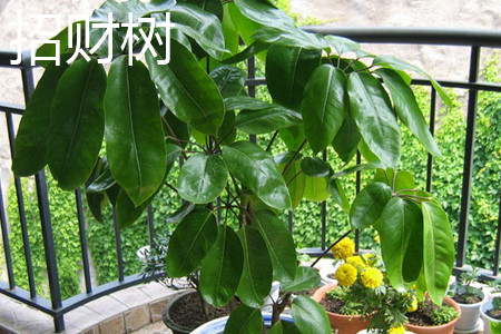 招财树叶子卷曲下垂