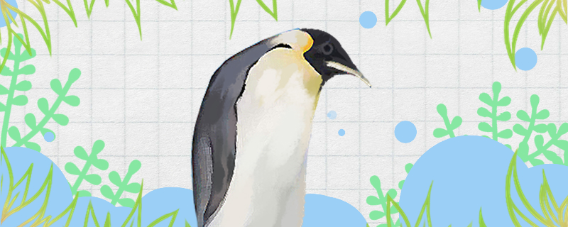 企鹅是鸟类吗会不会飞(企鹅是鸟类吗会飞吗)