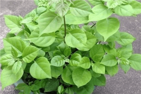 这5种花现在不扦插明年也开不了花怎么办