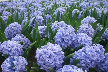 风信子的花语和寓意含义