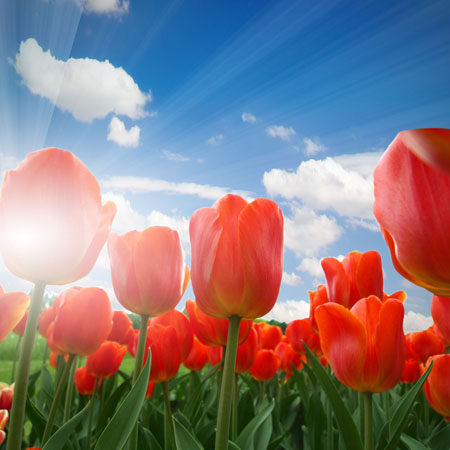 郁金香长根不发芽