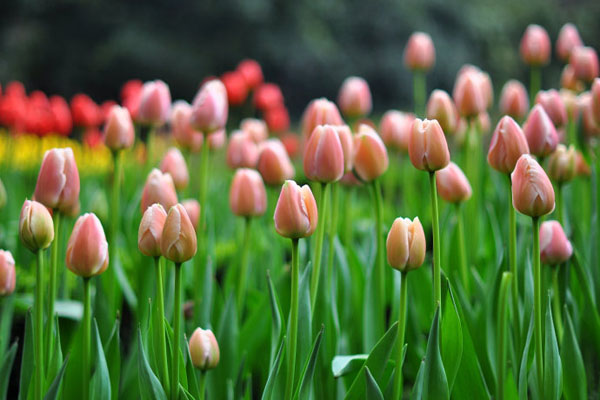 郁金香一直不发芽怎么办(郁金香长根不发芽)