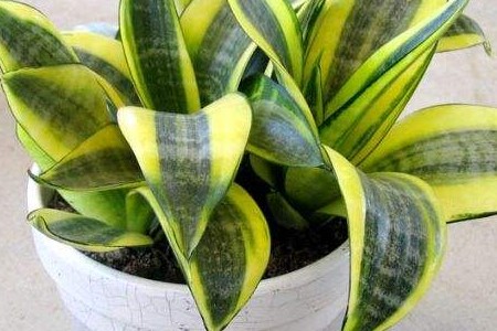 虎皮兰冬天叶子皱了怎么浇水