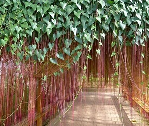 锦屏藤叶子背面的透明小颗粒是什么