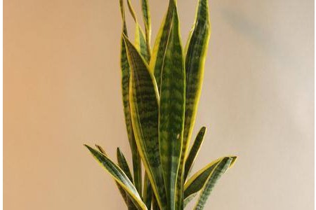 虎皮兰冬天叶子皱了怎么浇水