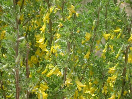 锦鸡儿的常见品种是什么