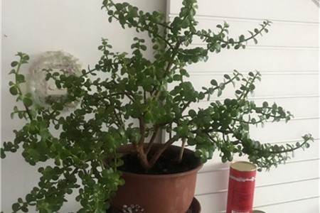 金枝玉叶什么时候长叶子