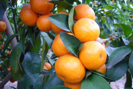柑橘怎么养活