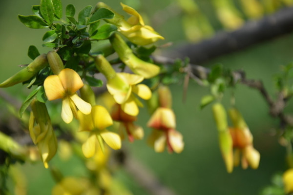 锦鸡儿的常见品种(锦鸡儿的常见品种是什么)