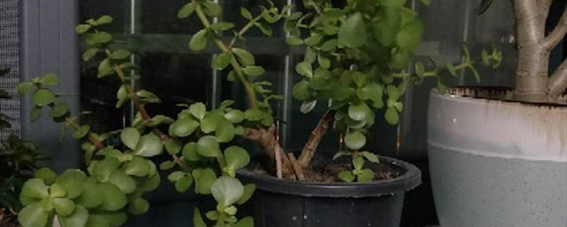 金枝玉叶什么时候开花金枝玉叶花期管理(金枝玉叶什么时候长叶子)