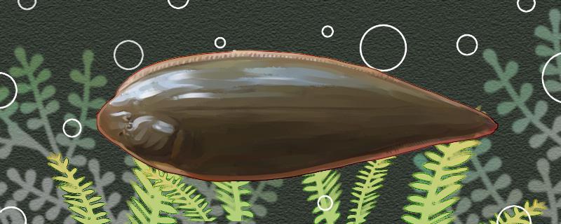 舌鳎鱼是不是龙利鱼是不是比目鱼(舌鳎鱼的营养价值)