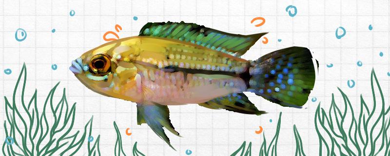 T字短鲷好养吗怎么养(阿卡西短鲷)