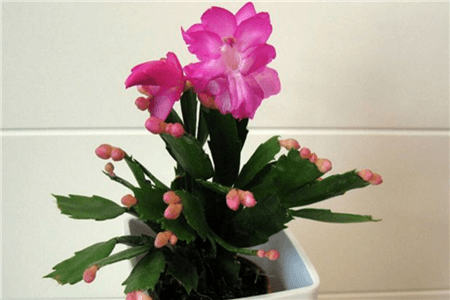 这5种花现在不扦插明年也开不了花！(这5种花现在不扦插明年也开不了花怎么办)