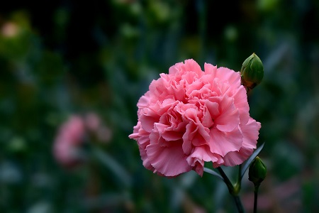 康乃馨花谢了会结种子吗