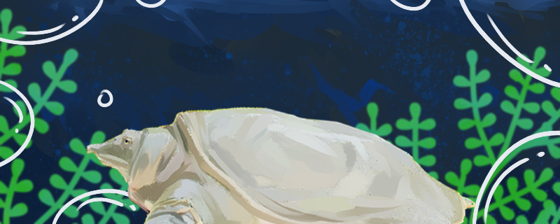 甲鱼吃什么食物喂什么可以催黄(甲鱼吃什么饲料可以改善肉质)