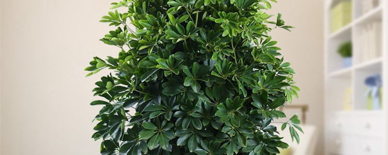 招财树叶子卷曲怎么办(招财树叶子卷曲下垂)