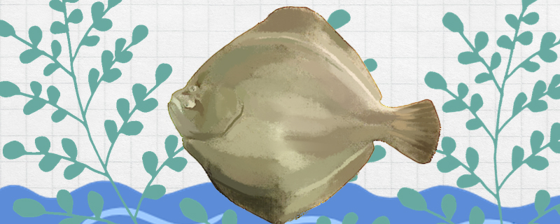 比目鱼和蝶鱼一样吗有什么区别(比目鱼和鳎)