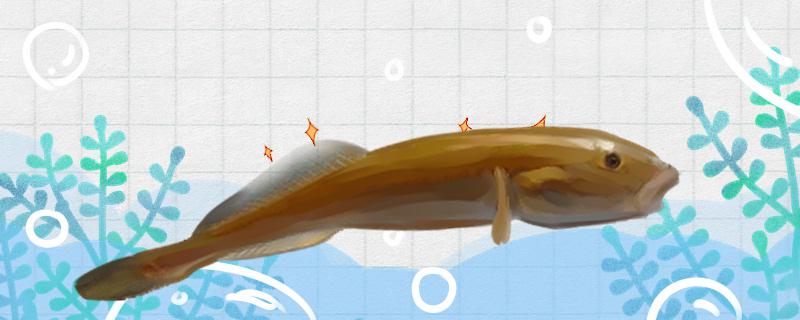 推浪鱼是海鱼还是河鱼能养殖吗(推浪鱼怎么做好吃窍门)