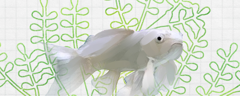 蝴蝶鲤能和什么鱼混养能和鹦鹉鱼混养吗(适合和蝴蝶鲤混养的鱼鹦鹉鱼)