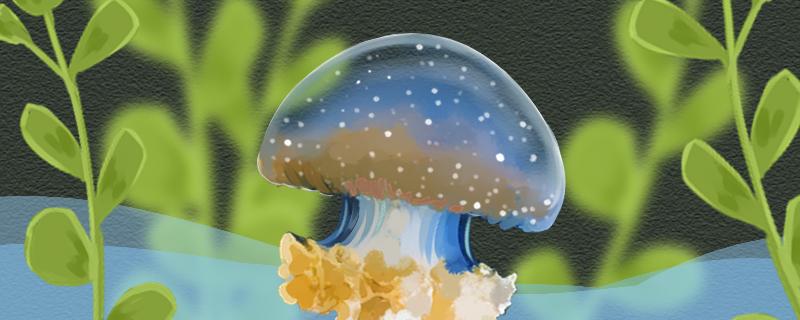 海蜇吃什么食物养殖时喂什么(海蜇家养时应该吃什么)